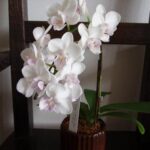 Thumbnail of post image 040
