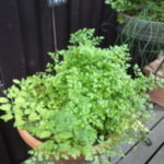 Thumbnail of post image 087