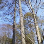 Thumbnail of post image 116