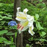 Thumbnail of post image 084