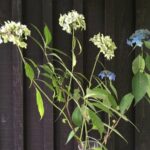 Thumbnail of post image 155